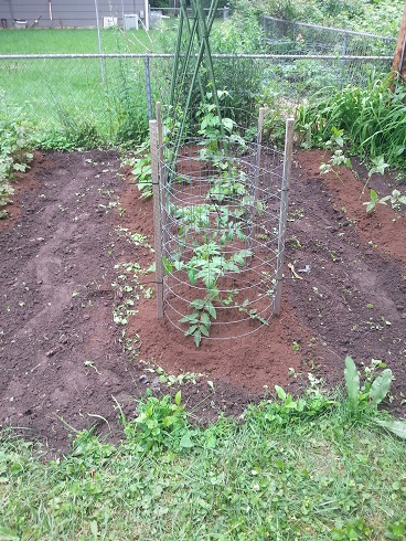 Tomatoes and Pole Beans - Mulching Day